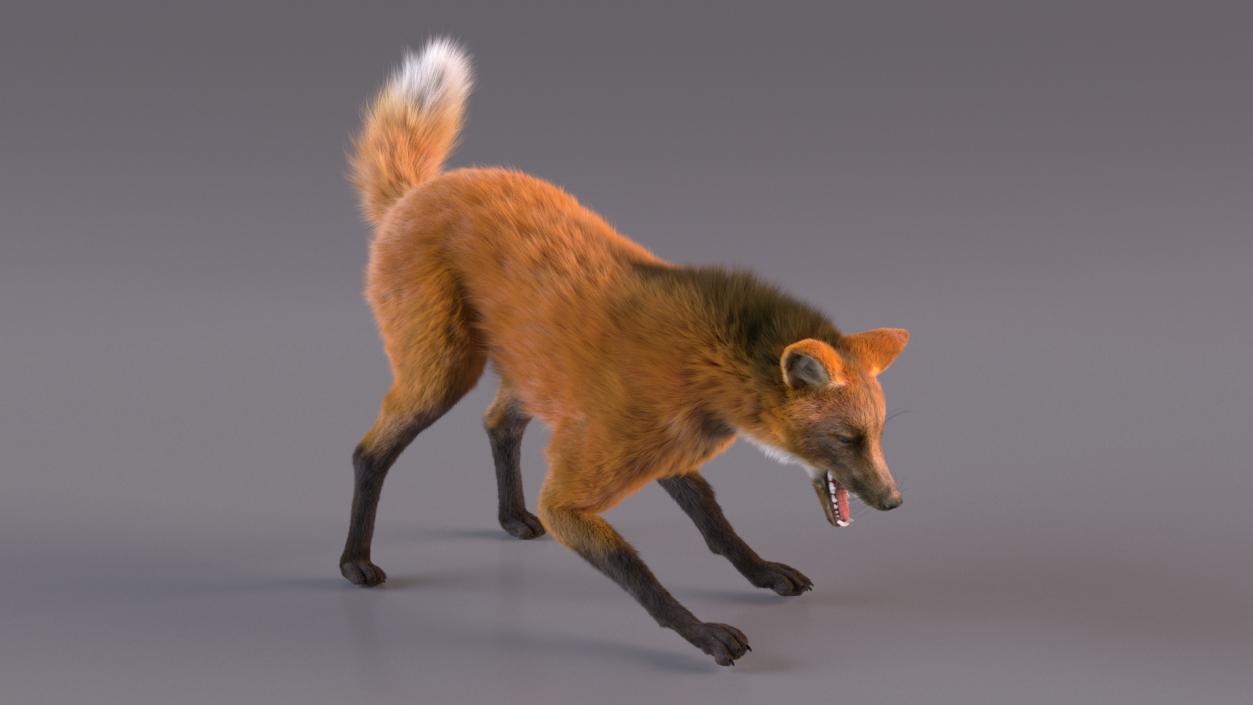 3D Maned Wolf Eating Pose Fur