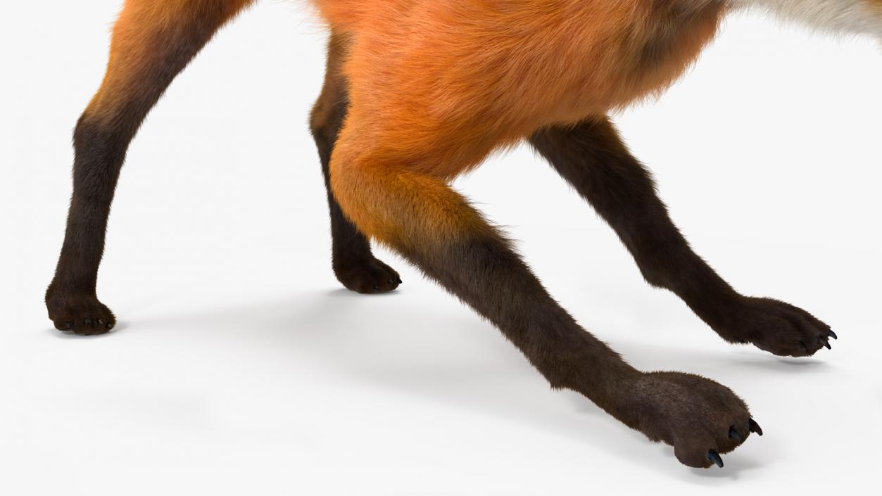 3D Maned Wolf Eating Pose Fur