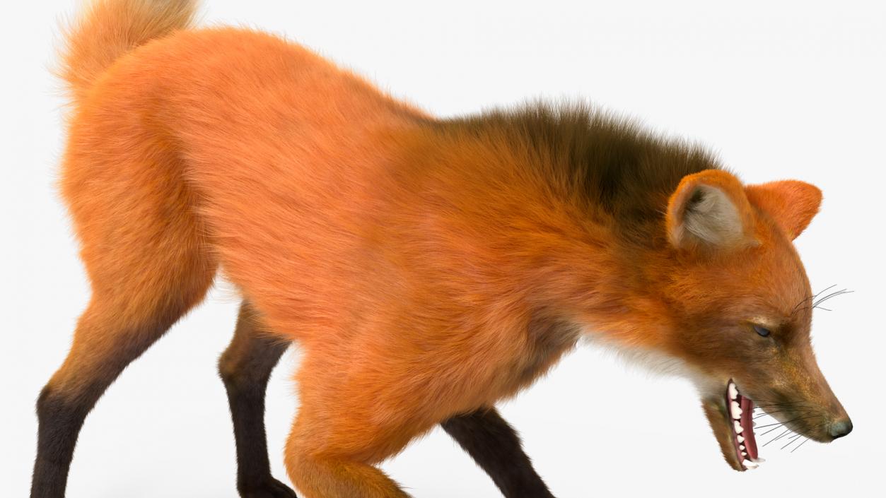 3D Maned Wolf Eating Pose Fur