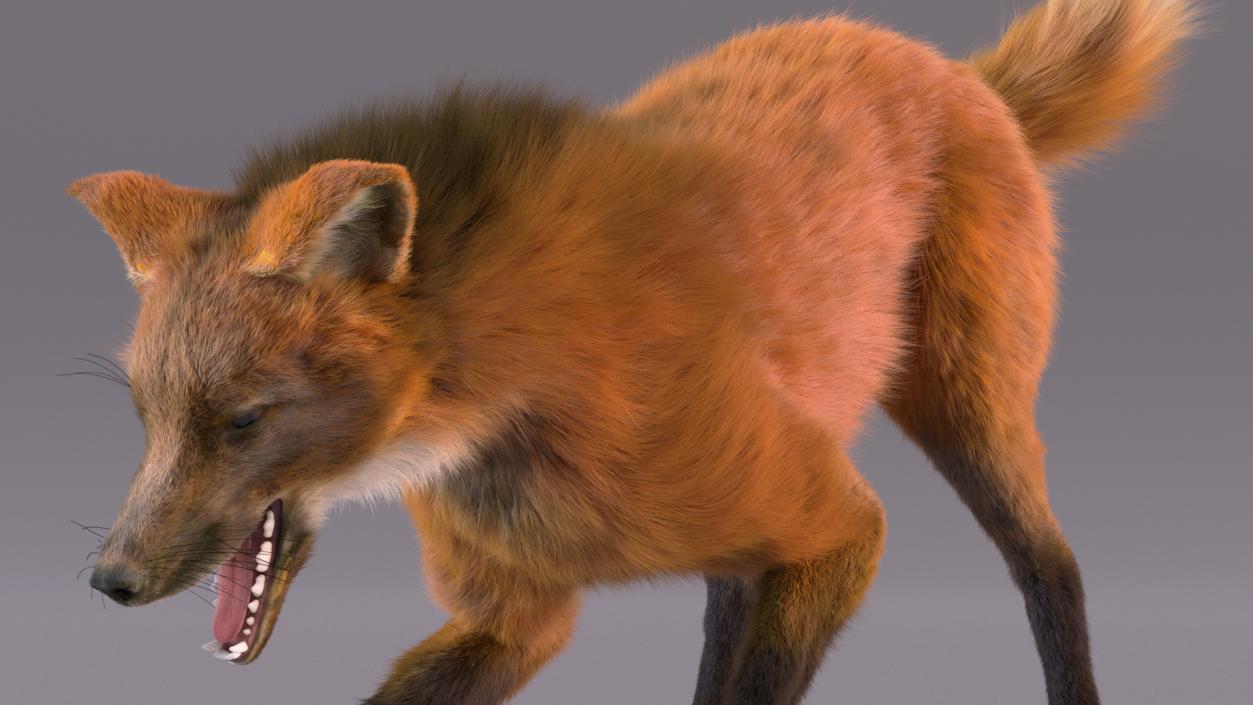 3D Maned Wolf Eating Pose Fur