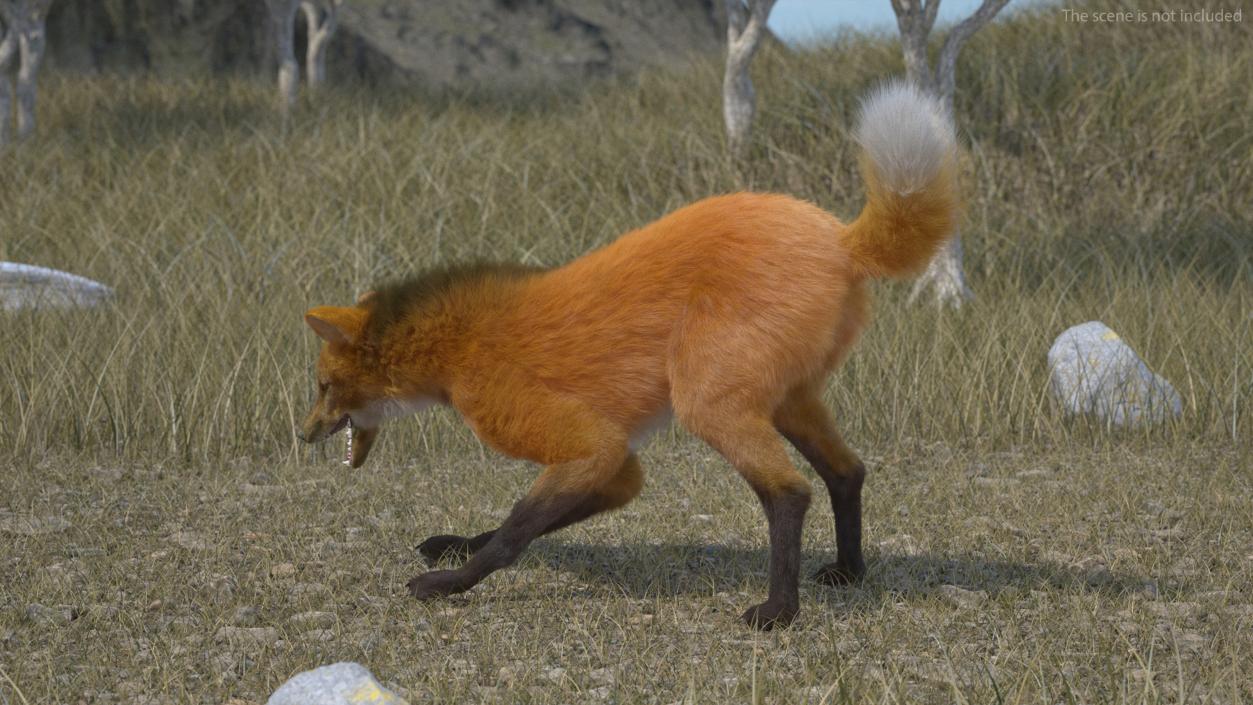 3D Maned Wolf Eating Pose Fur