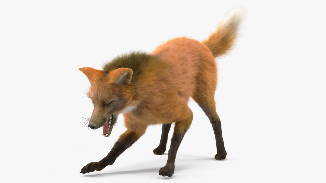 3D Maned Wolf Eating Pose Fur