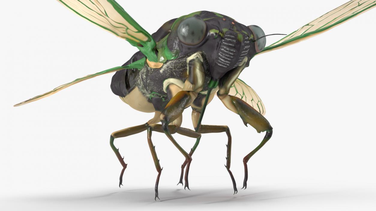 Cicada Pose Takeoff 3D model