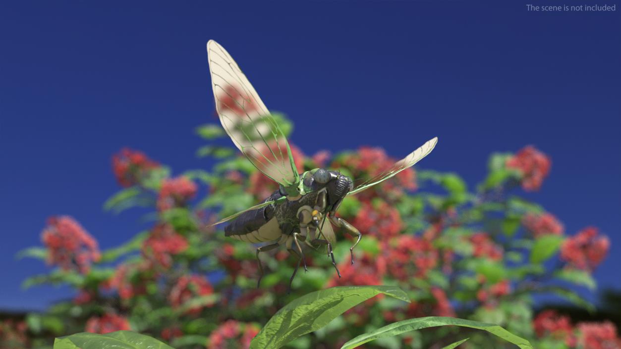 Cicada Pose Takeoff 3D model