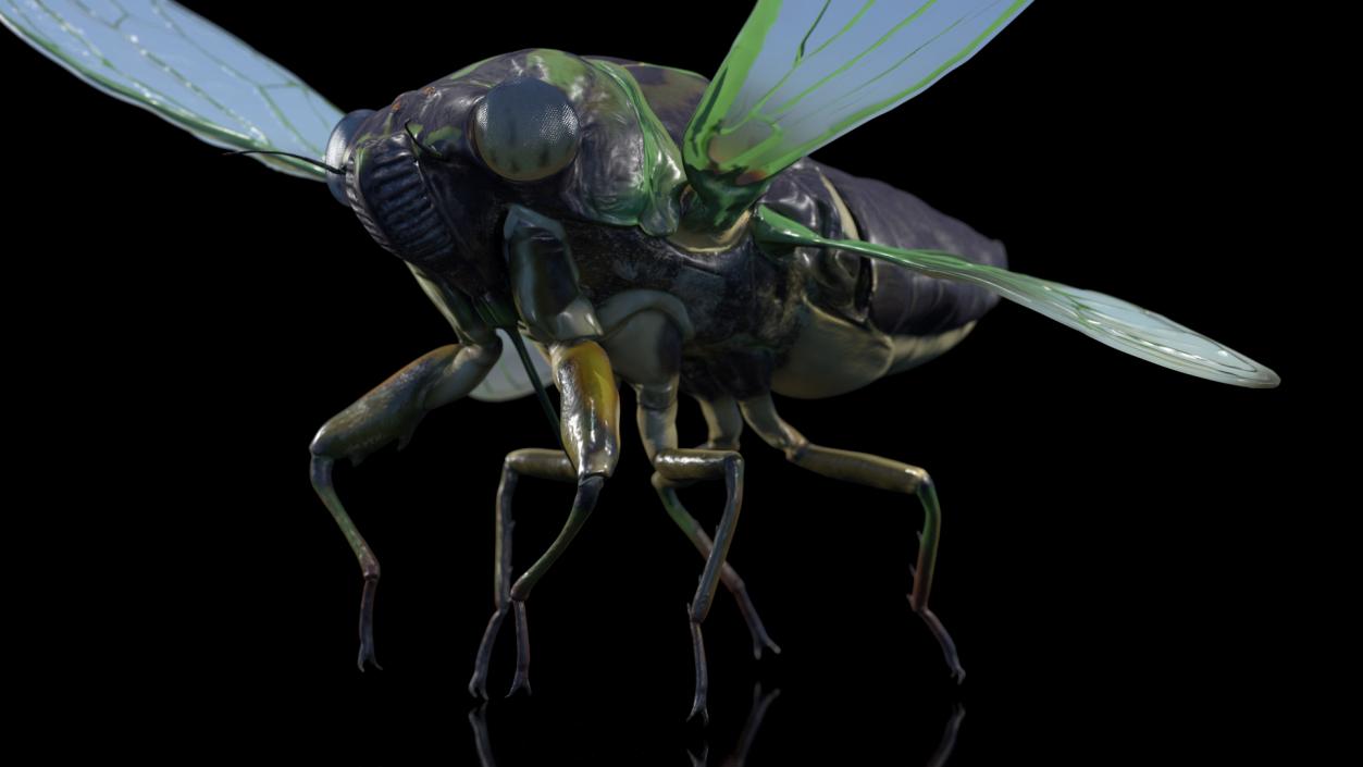 Cicada Pose Takeoff 3D model