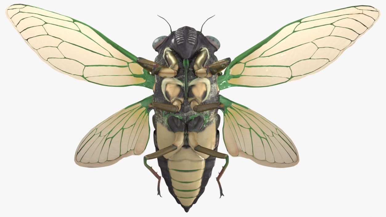 Cicada Pose Takeoff 3D model