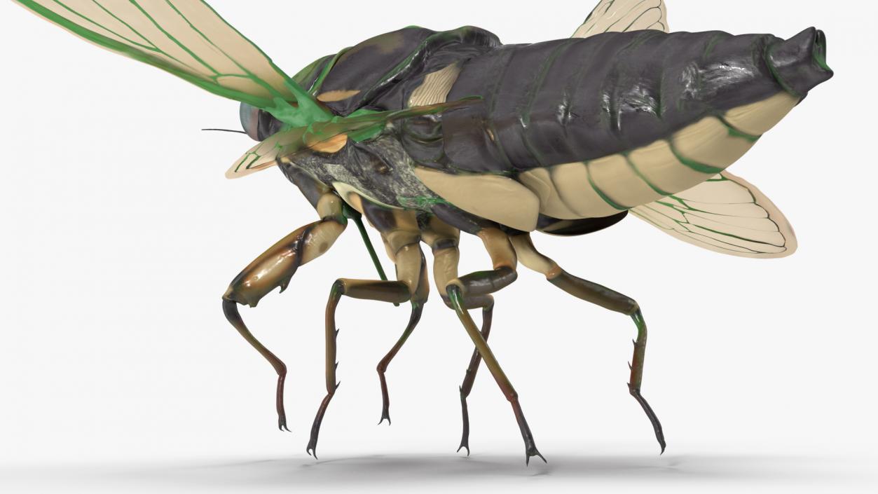 Cicada Pose Takeoff 3D model