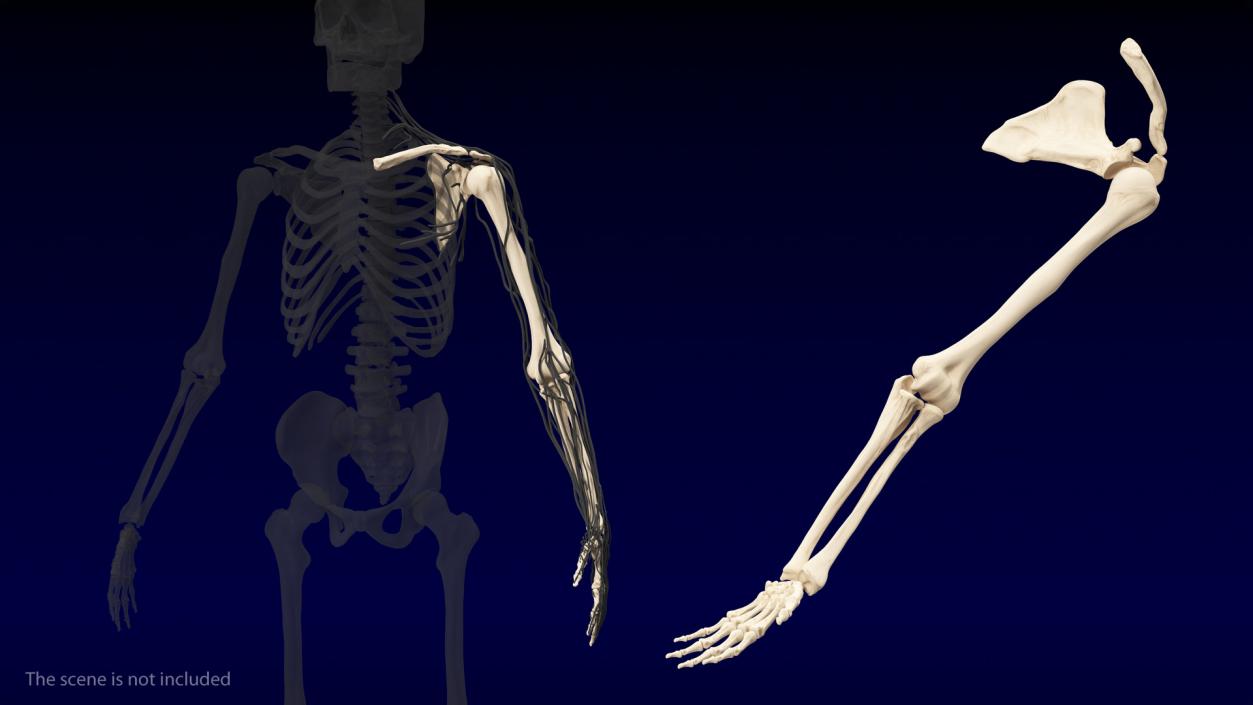 3D Human Arm Skeleton model