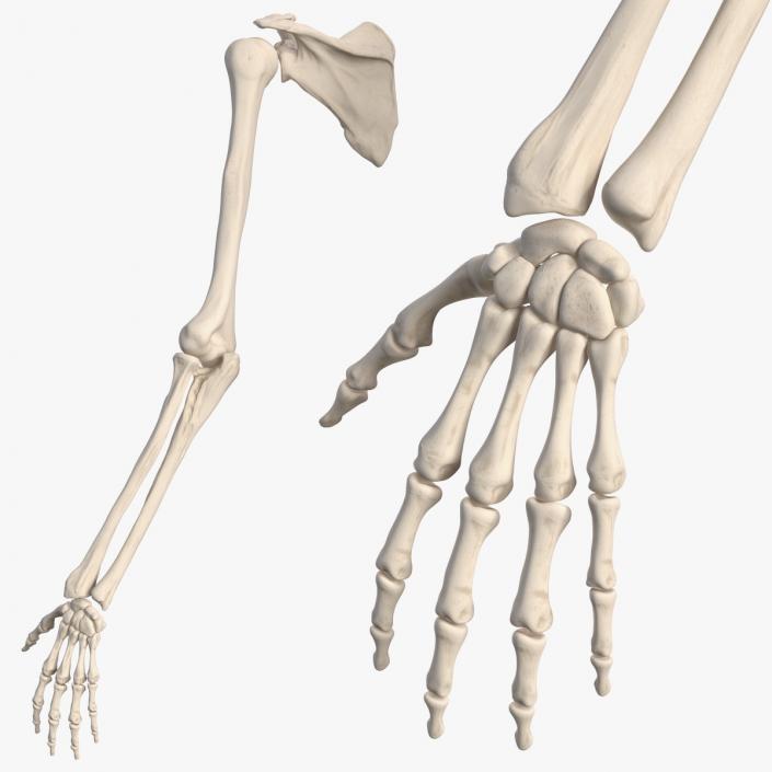 3D Human Arm Skeleton model