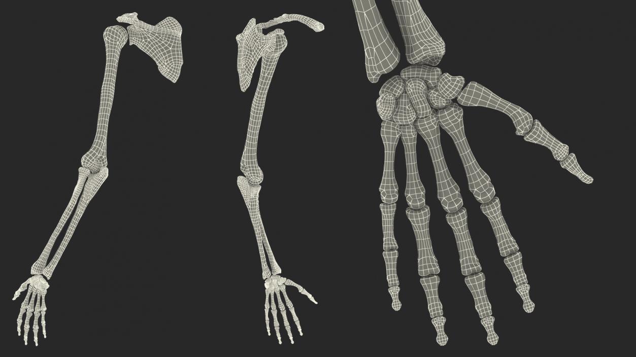 3D Human Arm Skeleton model