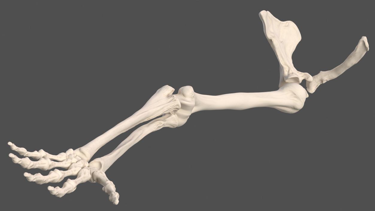 3D Human Arm Skeleton model