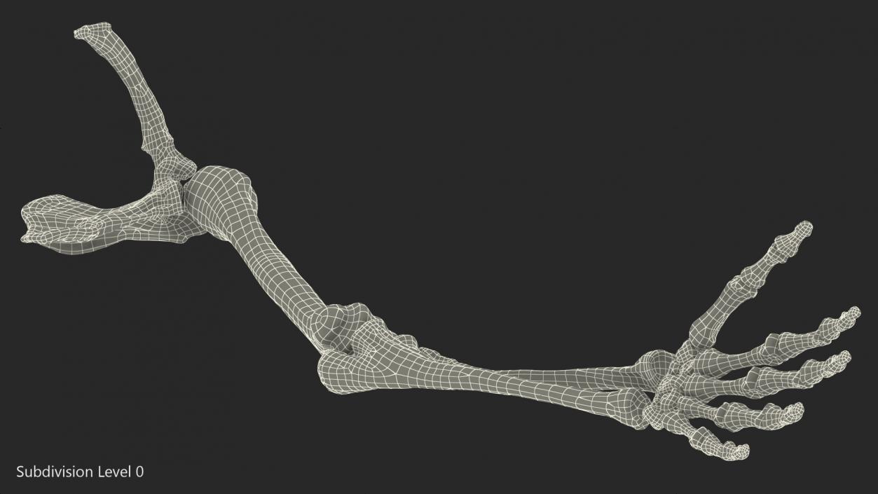 3D Human Arm Skeleton model