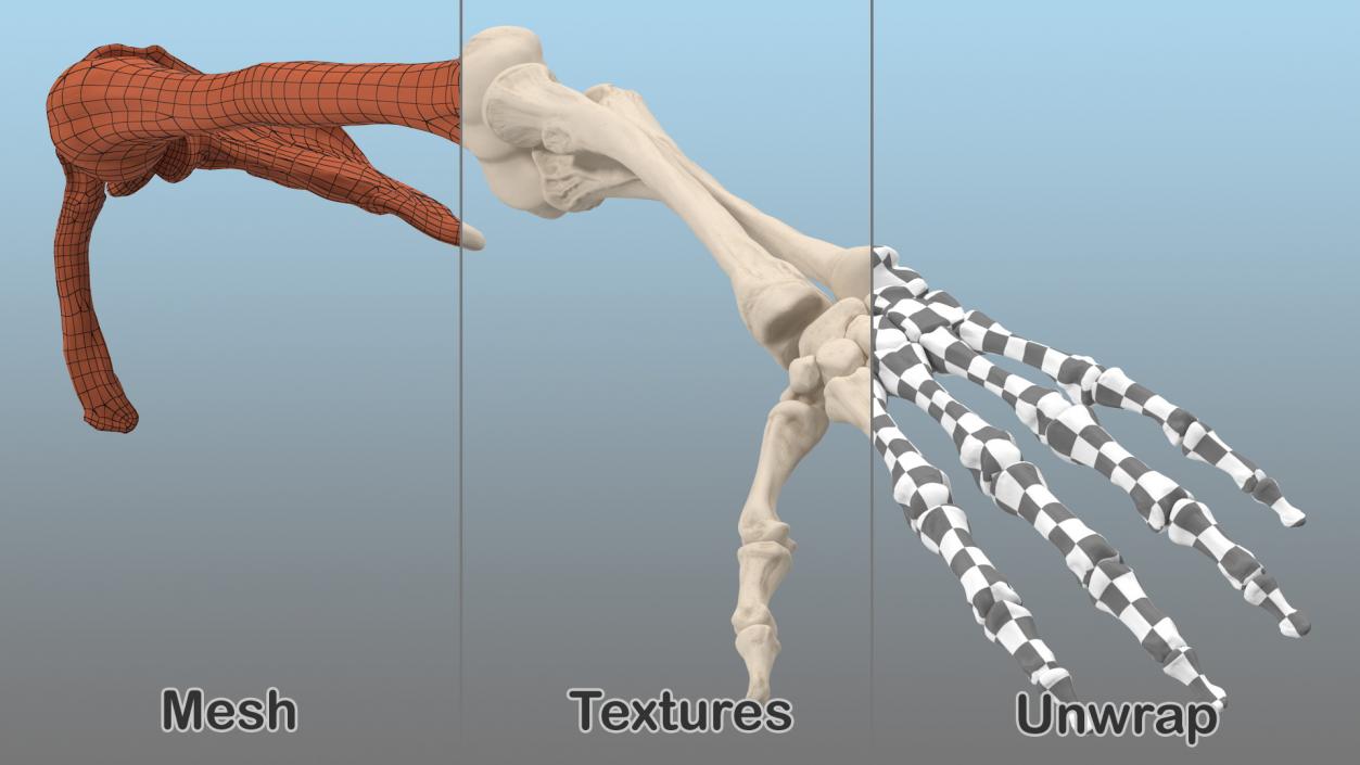 3D Human Arm Skeleton model