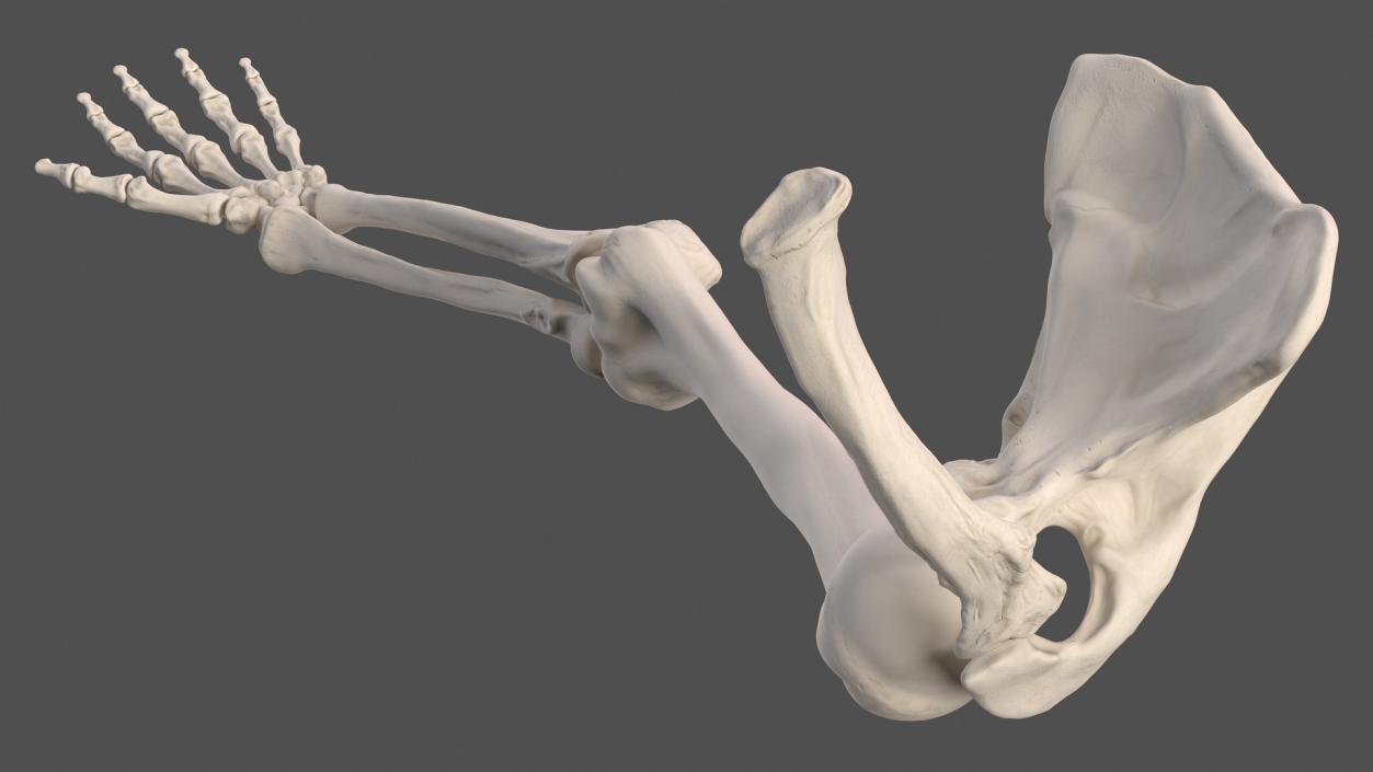 3D Human Arm Skeleton model