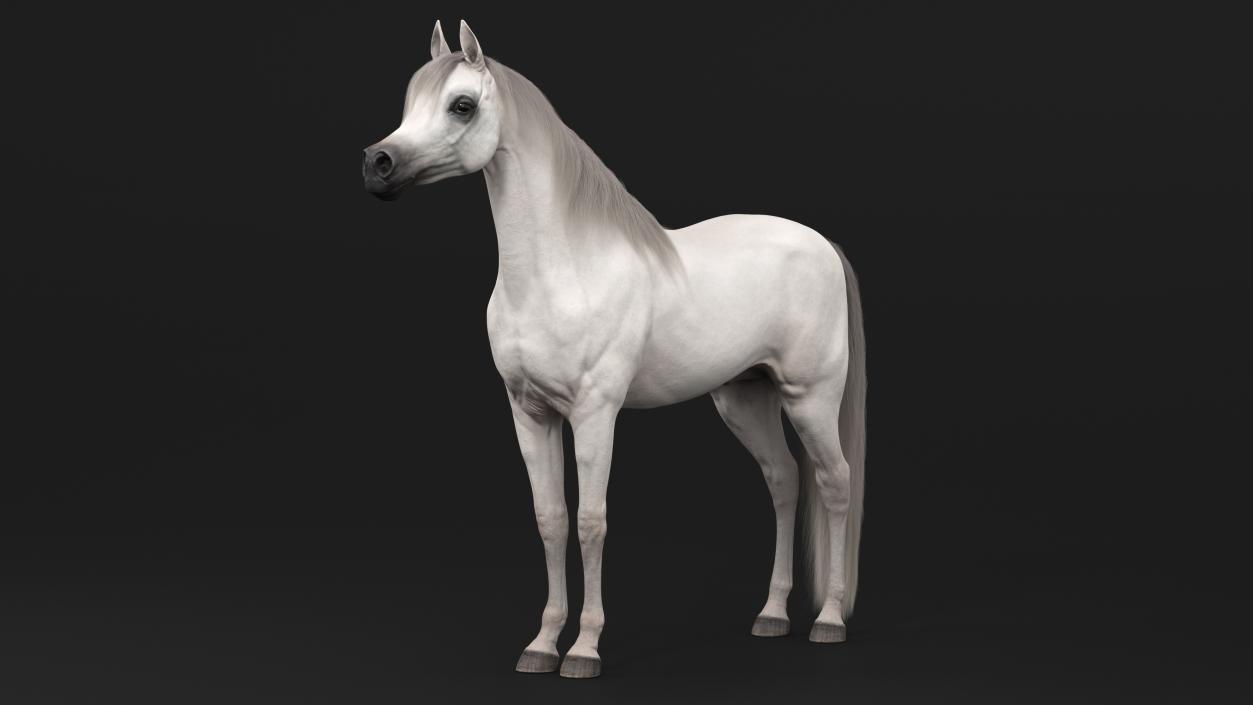 3D Arabian Horse White Fur model