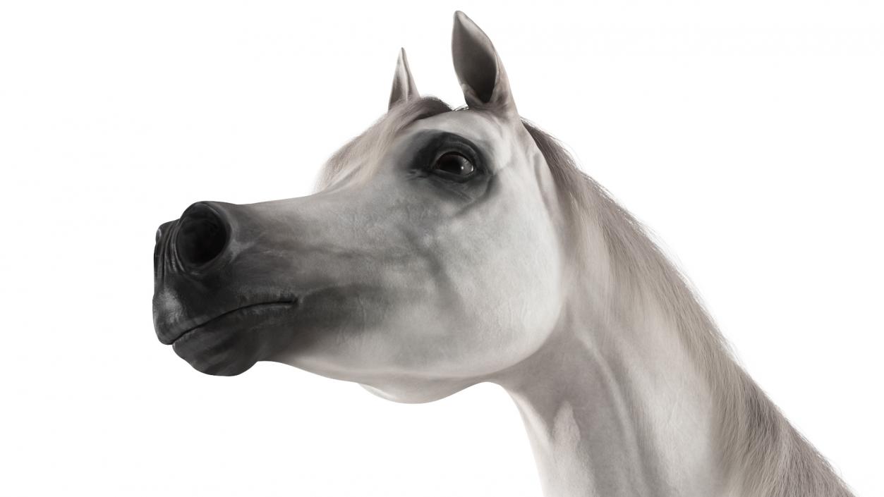 3D Arabian Horse White Fur model