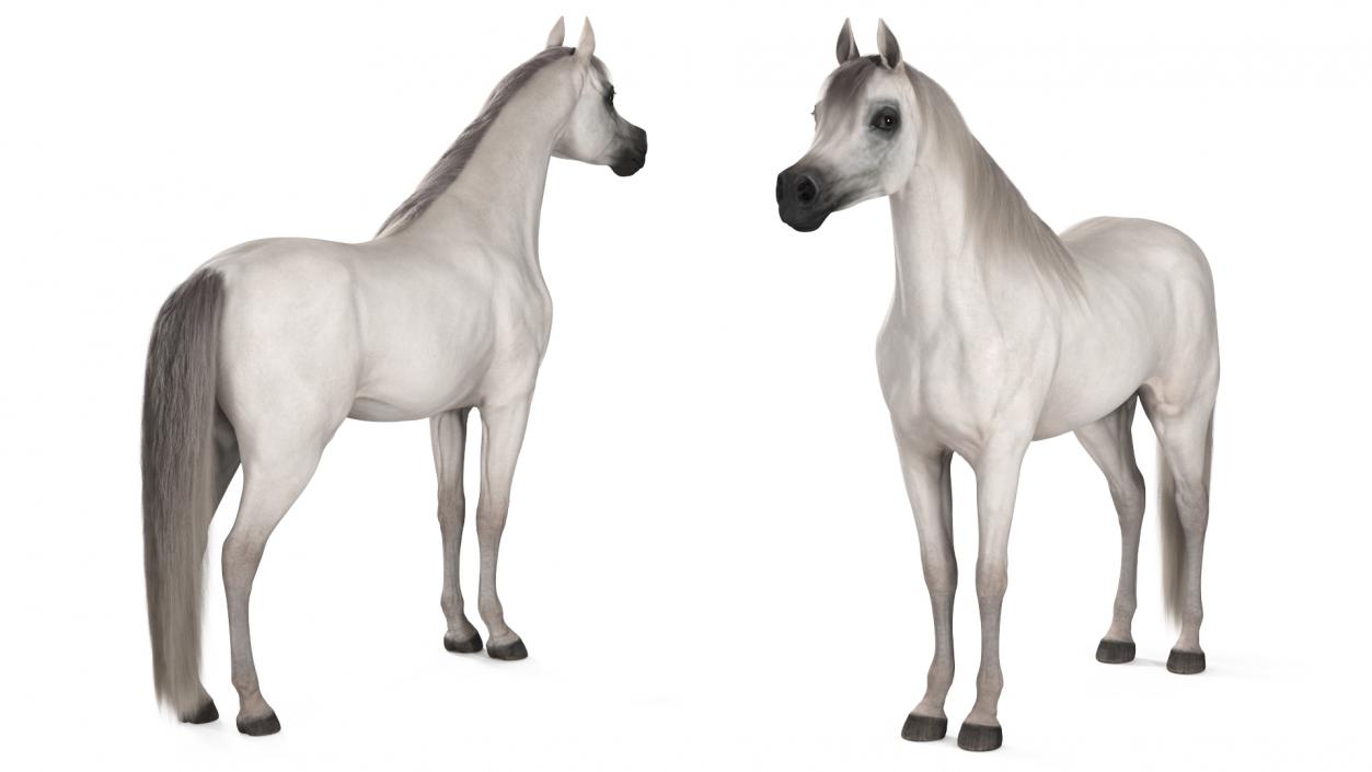 3D Arabian Horse White Fur model