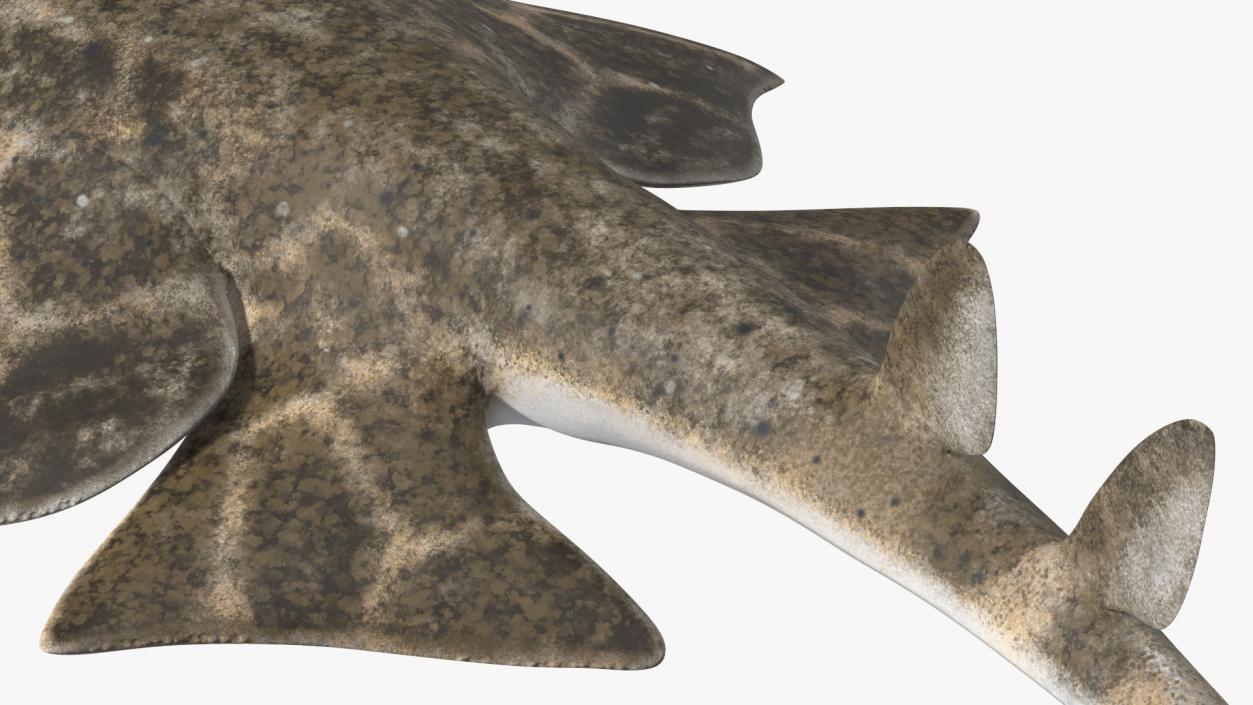 3D Angel Shark Attack Pose model