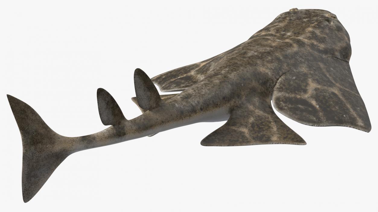 3D Angel Shark Attack Pose model