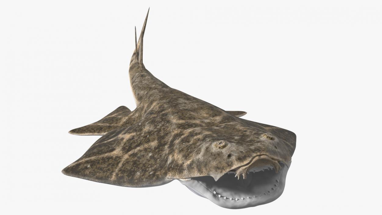 3D Angel Shark Attack Pose model