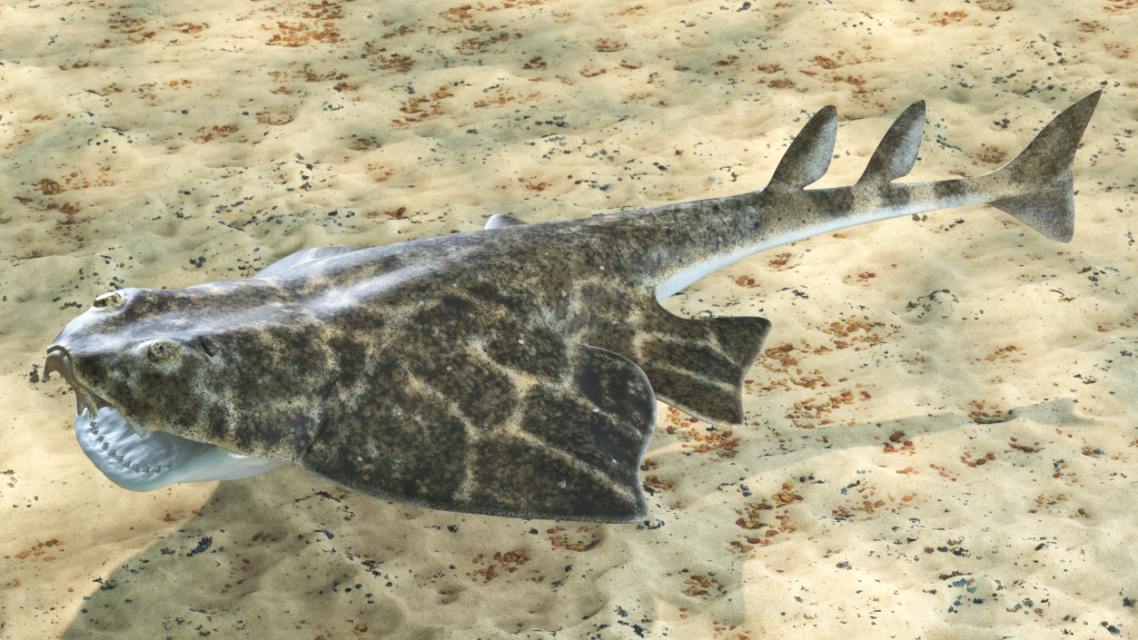 3D Angel Shark Attack Pose model