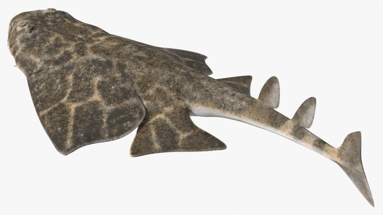 3D Angel Shark Attack Pose model