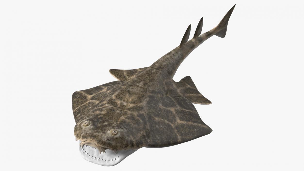 3D Angel Shark Attack Pose model