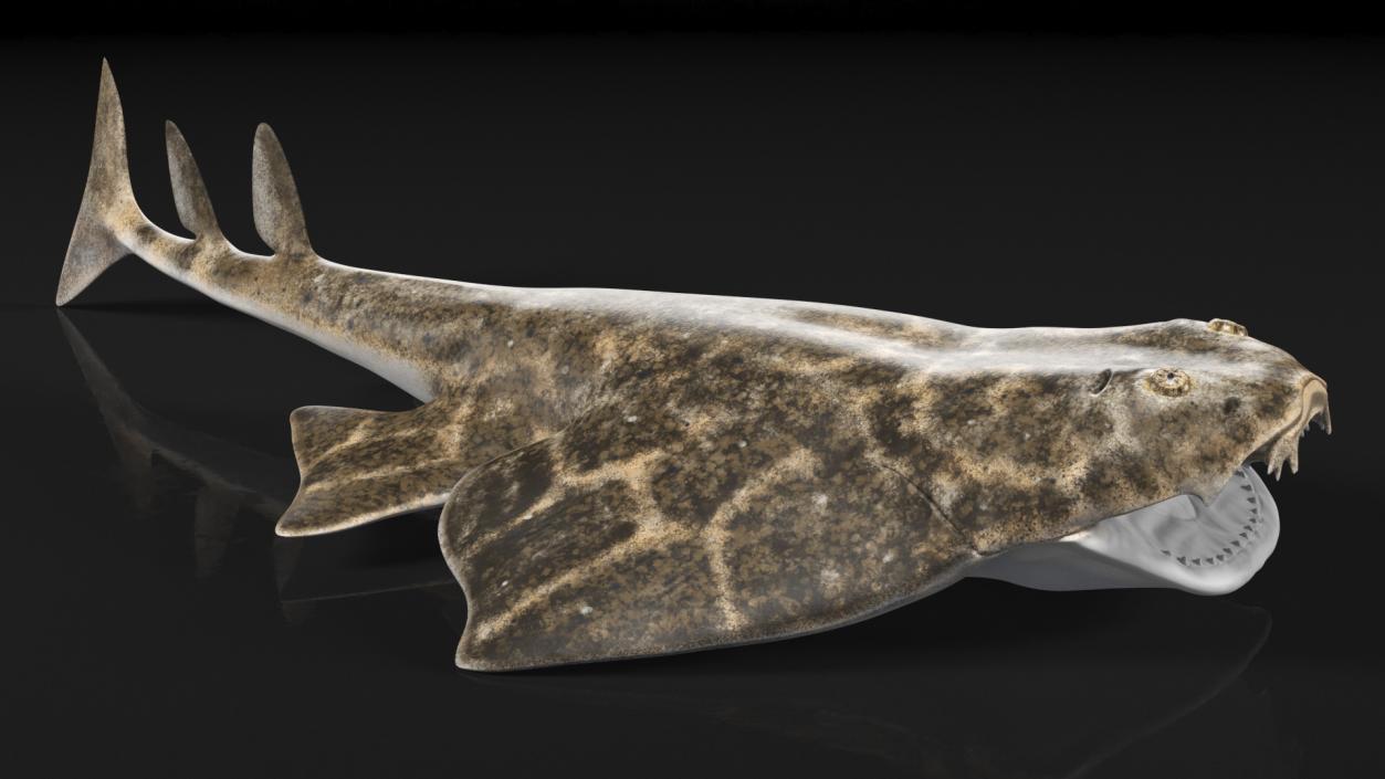 3D Angel Shark Attack Pose model