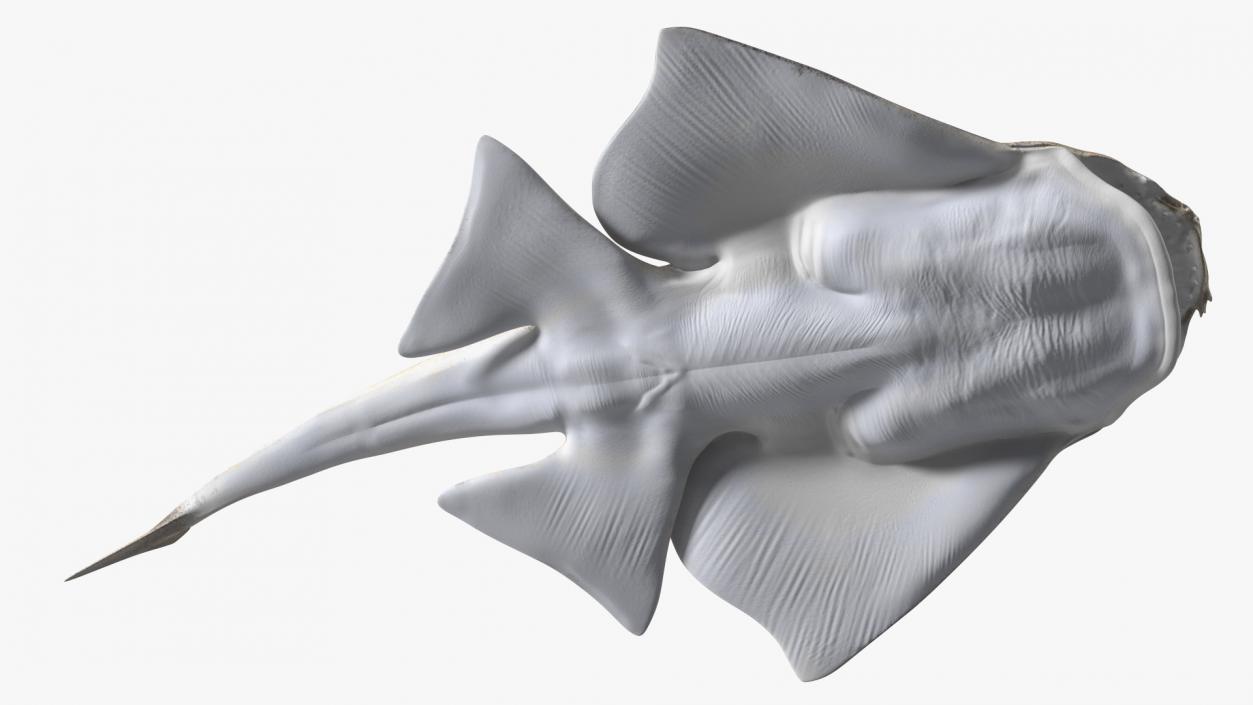 3D Angel Shark Attack Pose model