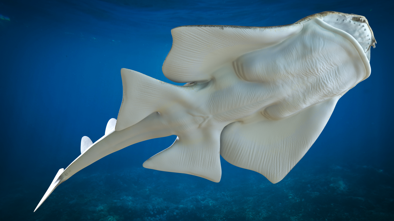 3D Angel Shark Attack Pose model