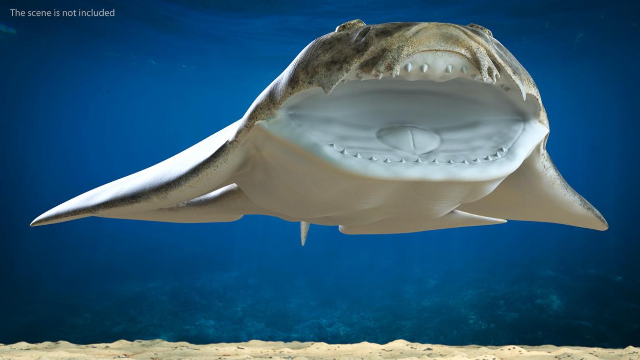 3D Angel Shark Attack Pose model