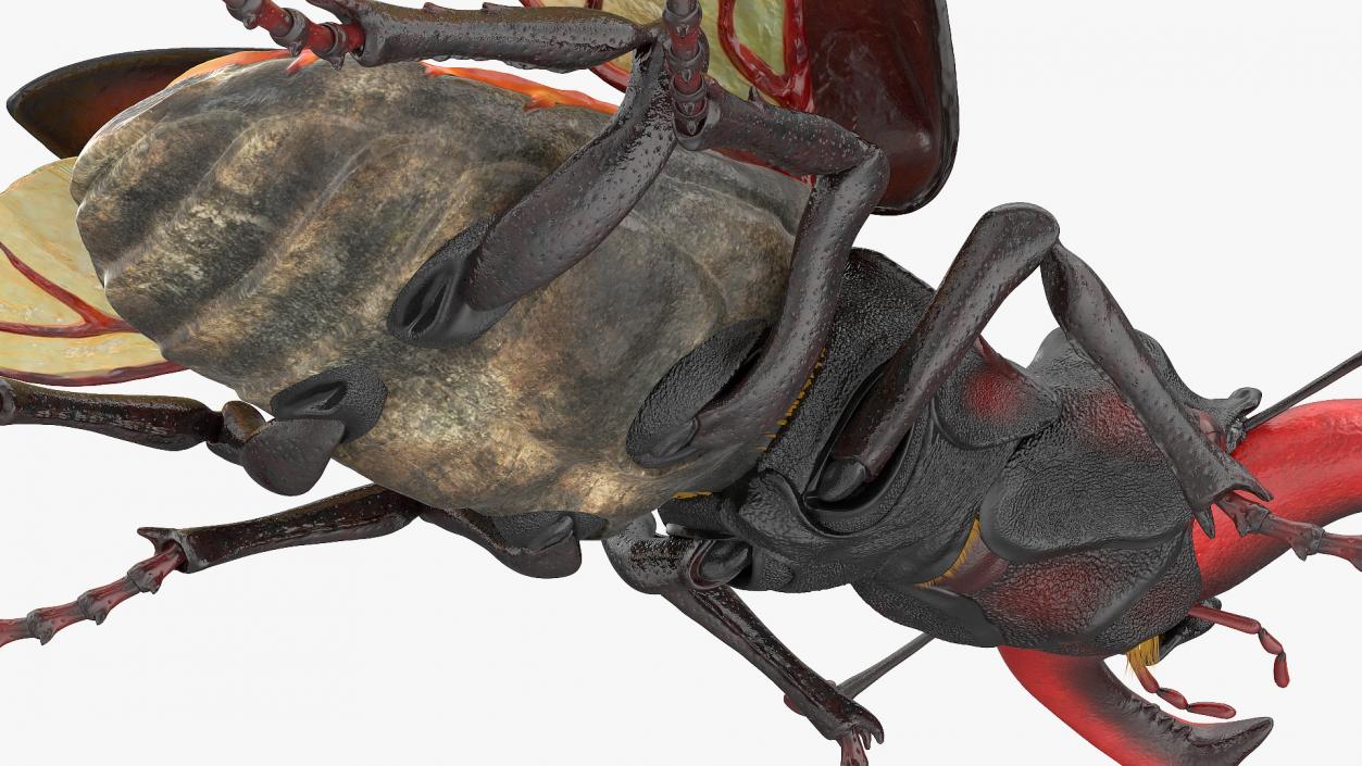 Lucanus Cervus Stag Beetle Fur Rigged 3D