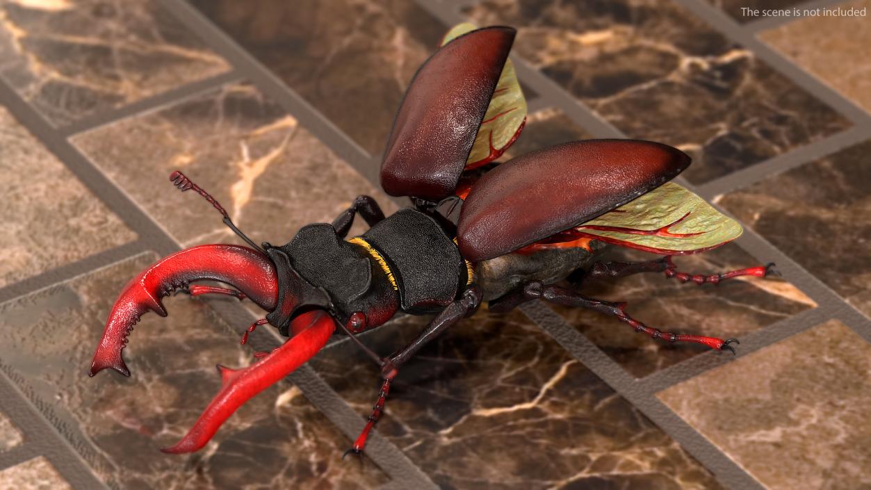 Lucanus Cervus Stag Beetle Fur Rigged 3D