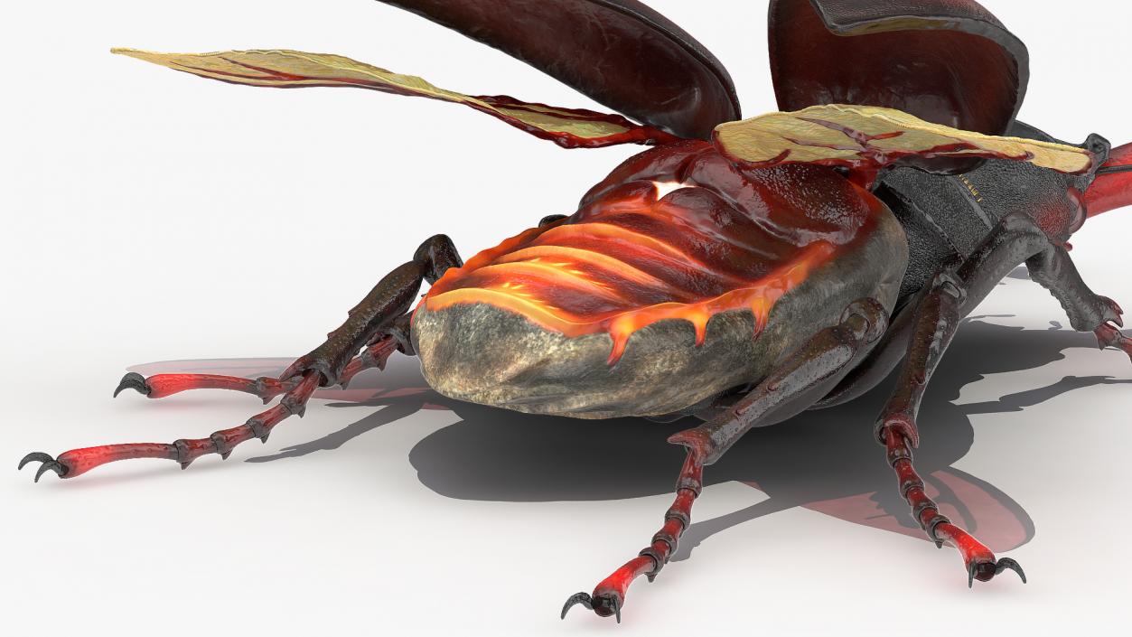 Lucanus Cervus Stag Beetle Fur Rigged 3D