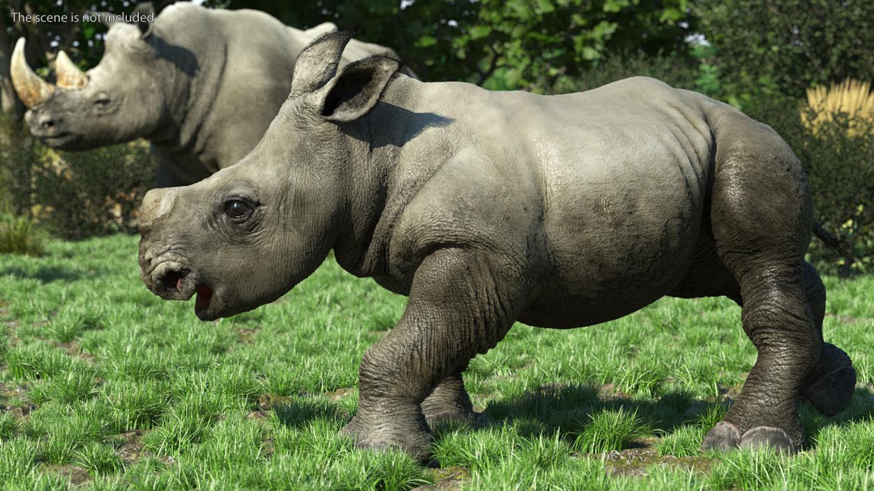 3D Baby Rhino Fur Rigged