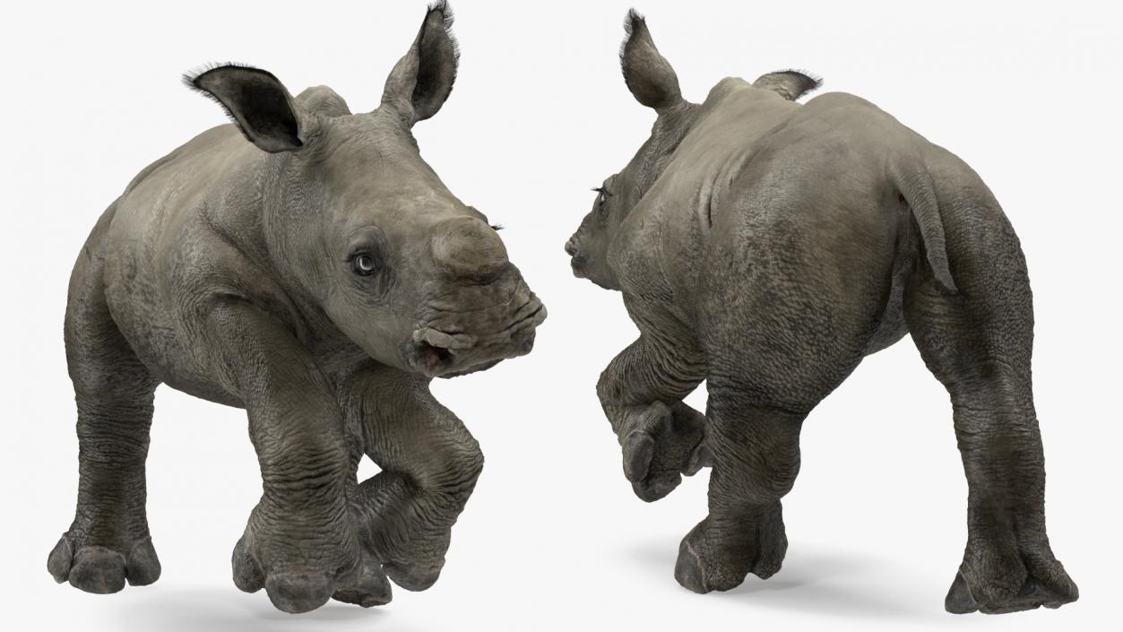 3D Baby Rhino Fur Rigged