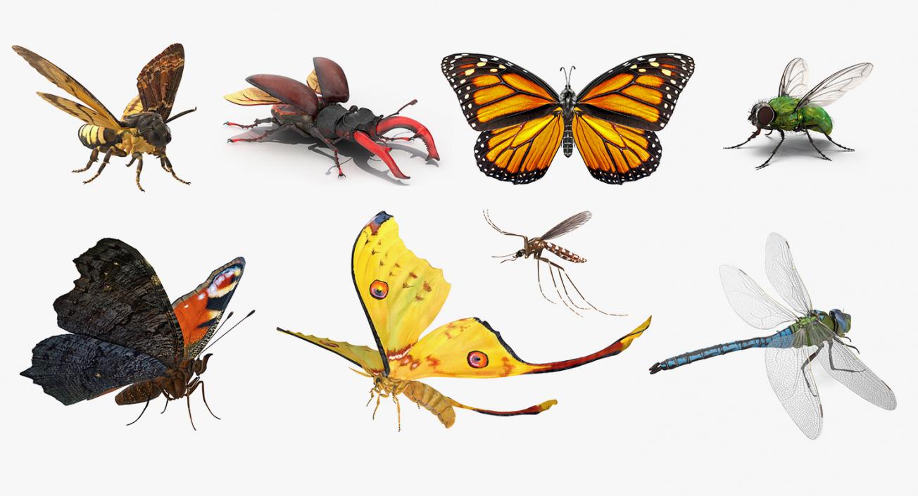 Rigged Flying Insects Collection 3 3D model