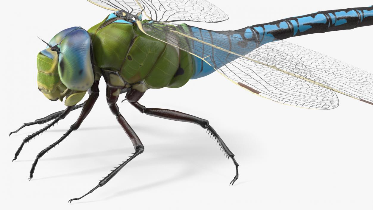 Rigged Flying Insects Collection 3 3D model