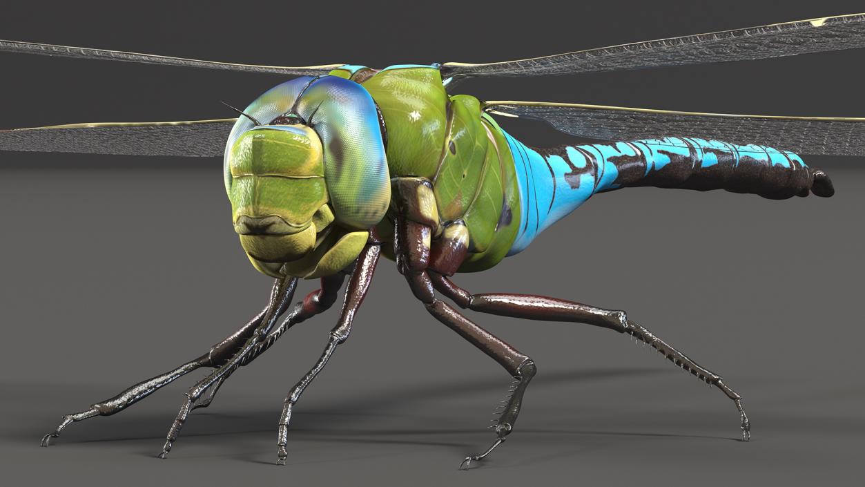 Rigged Flying Insects Collection 3 3D model