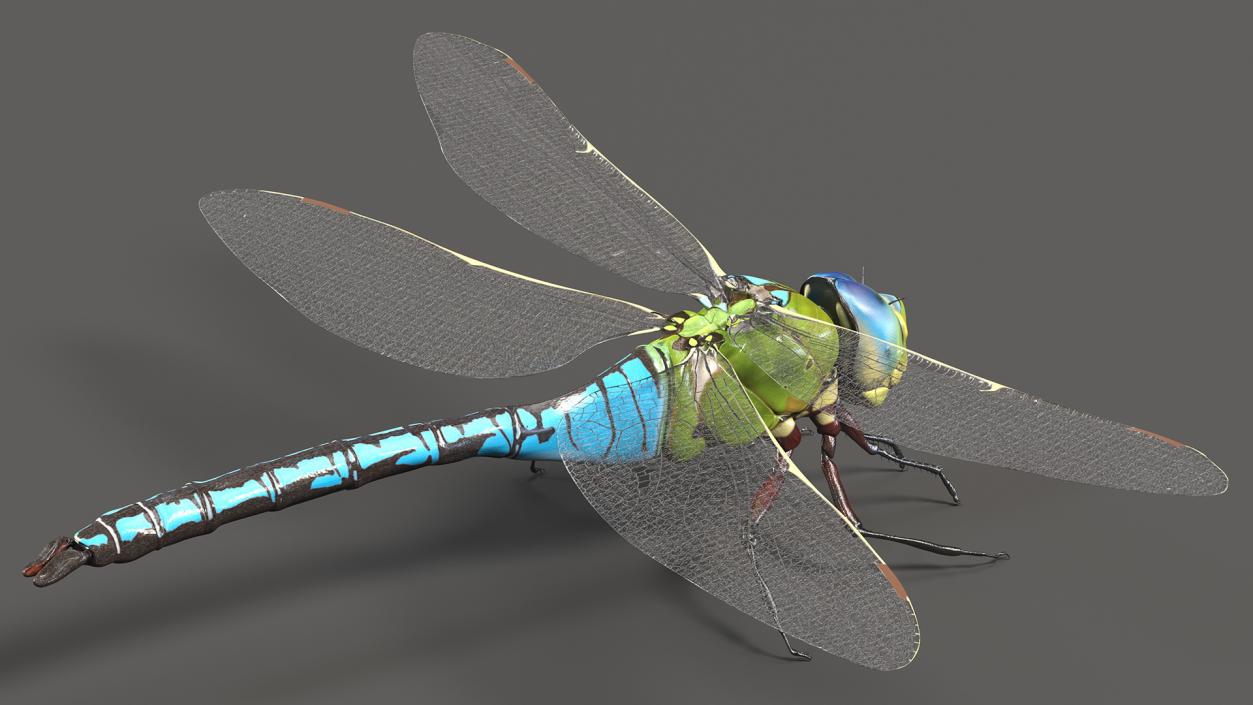 Rigged Flying Insects Collection 3 3D model