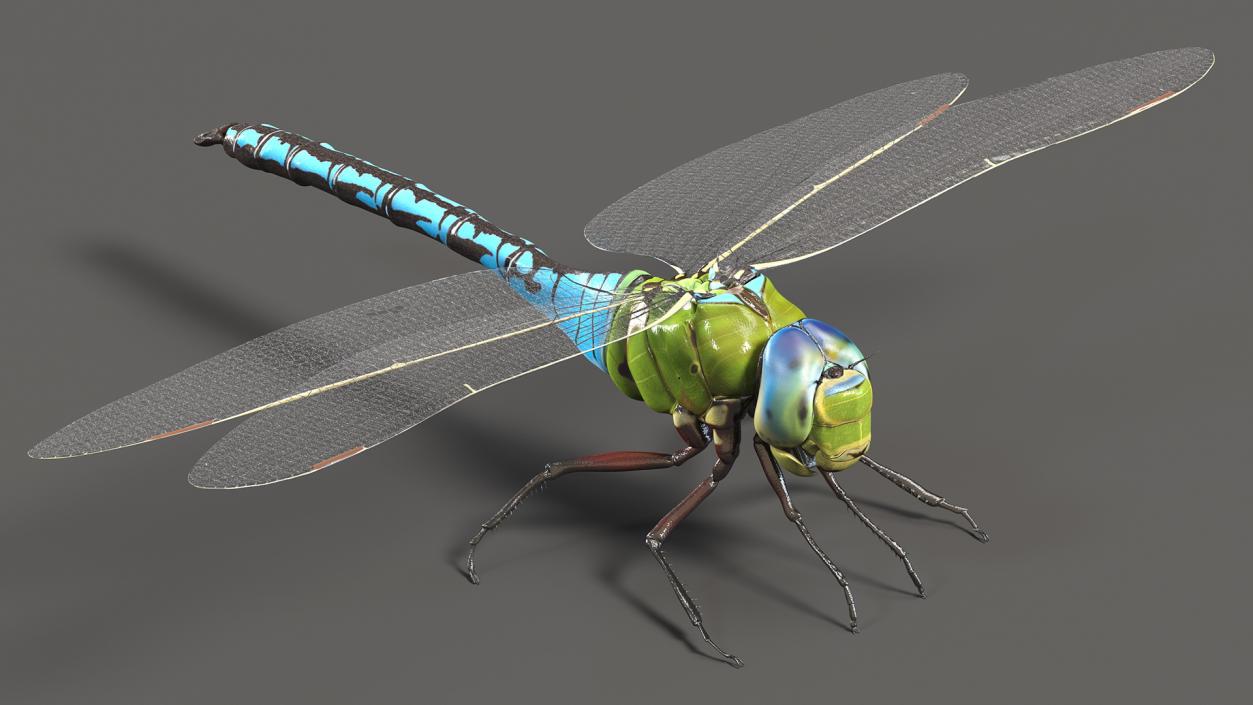 Rigged Flying Insects Collection 3 3D model