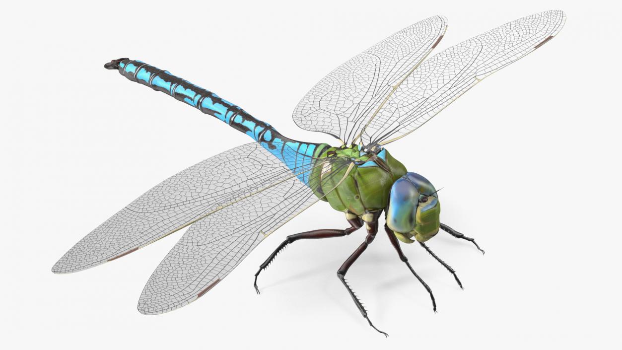 Rigged Flying Insects Collection 3 3D model