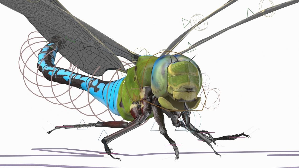 Rigged Flying Insects Collection 3 3D model