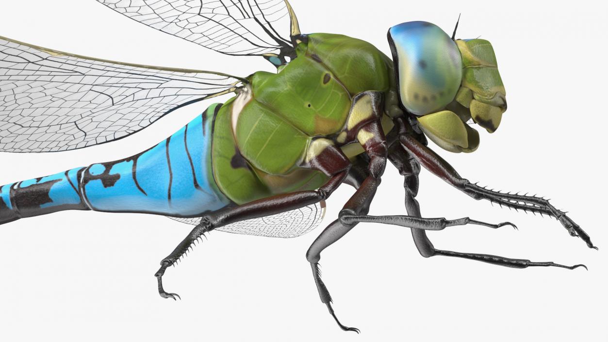 Rigged Flying Insects Collection 3 3D model