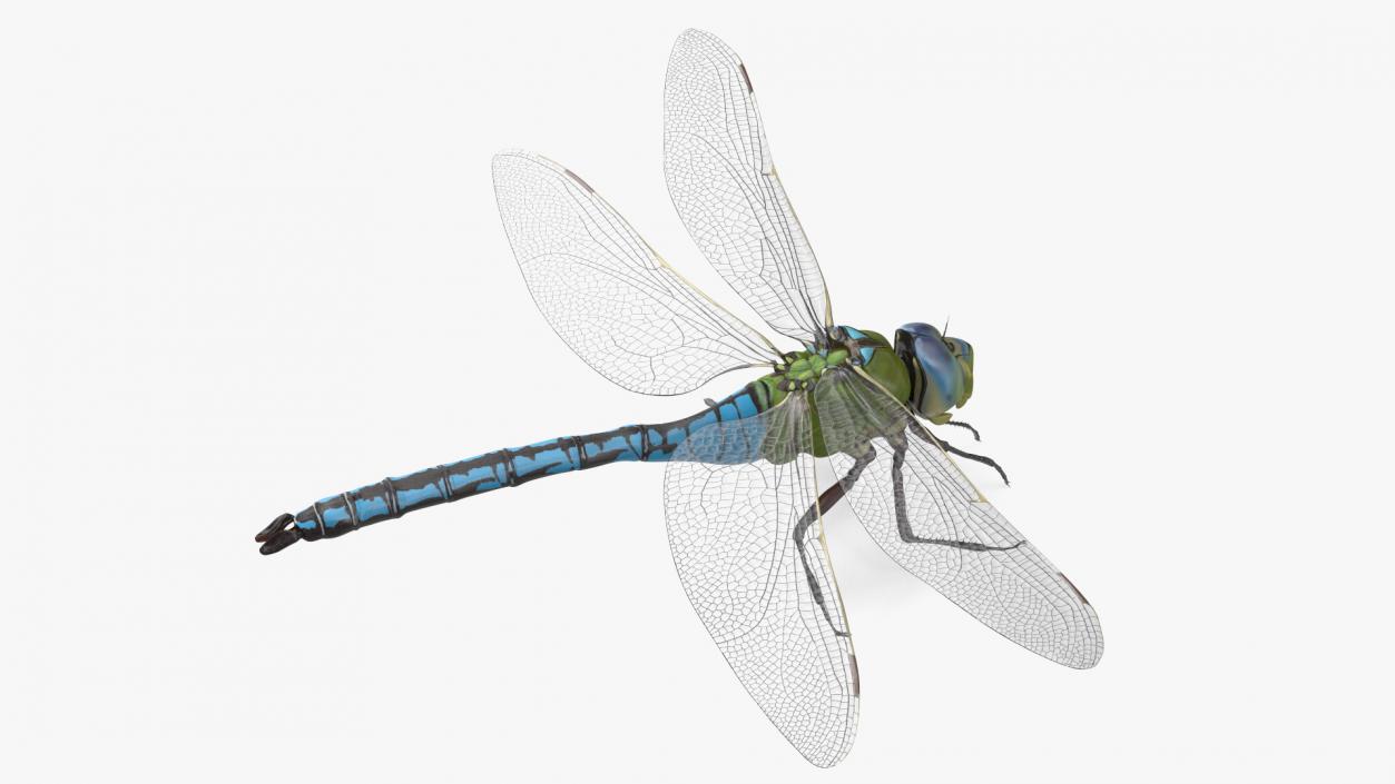 Rigged Flying Insects Collection 3 3D model