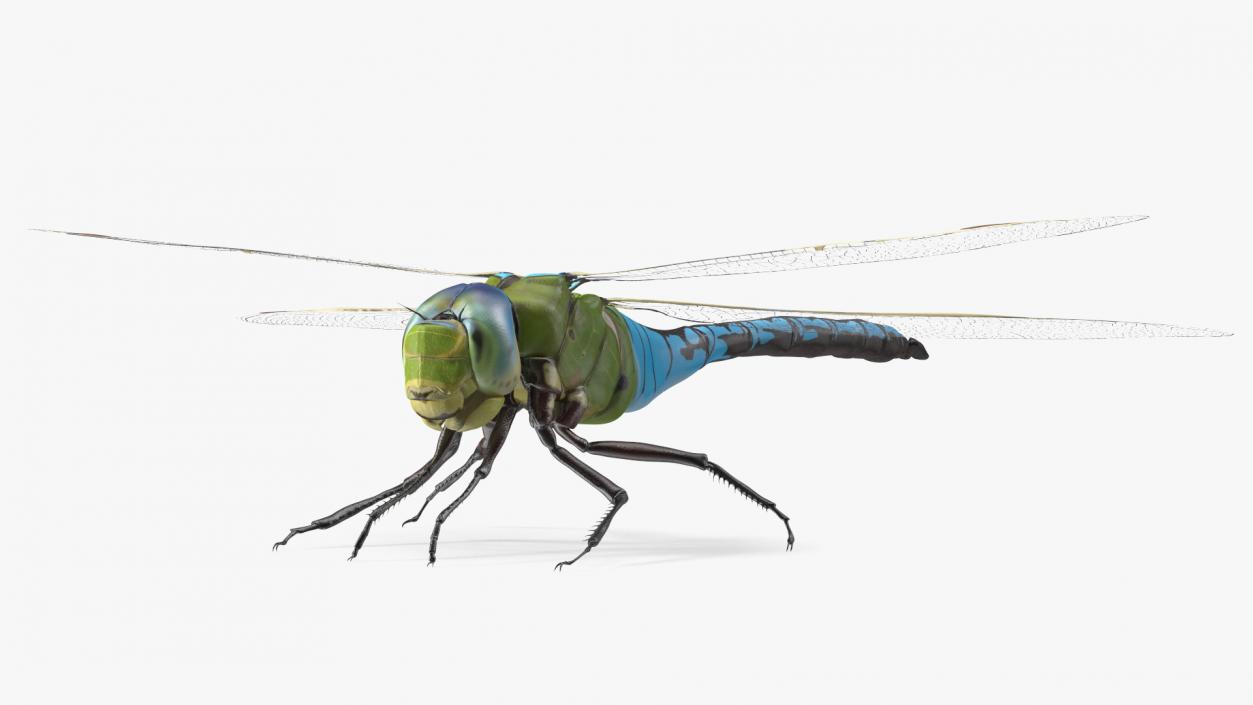 Rigged Flying Insects Collection 3 3D model