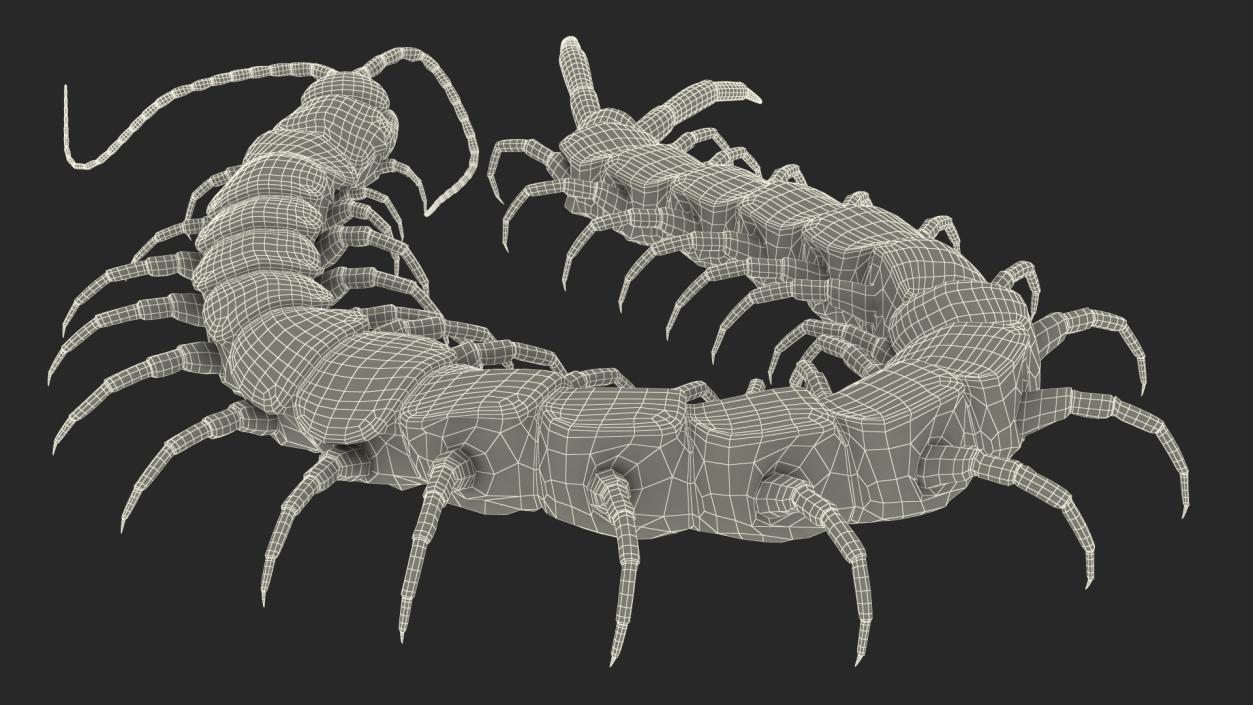 3D Chinese Red Headed Centipede model