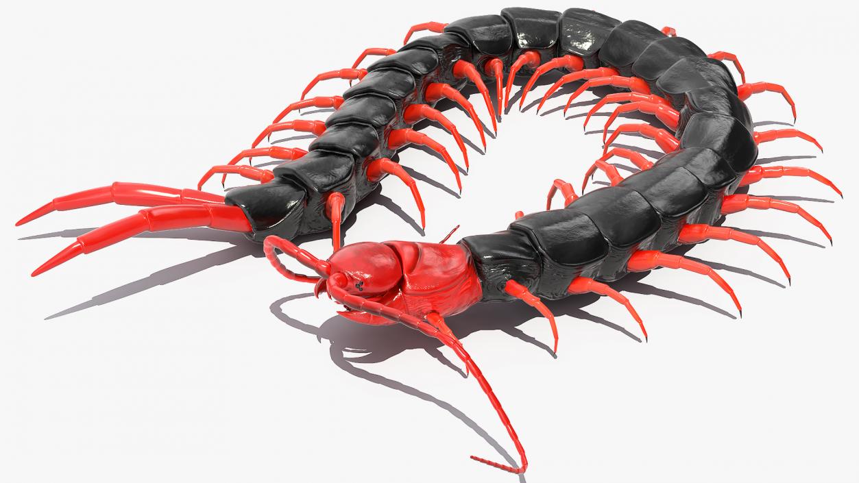 3D Chinese Red Headed Centipede model