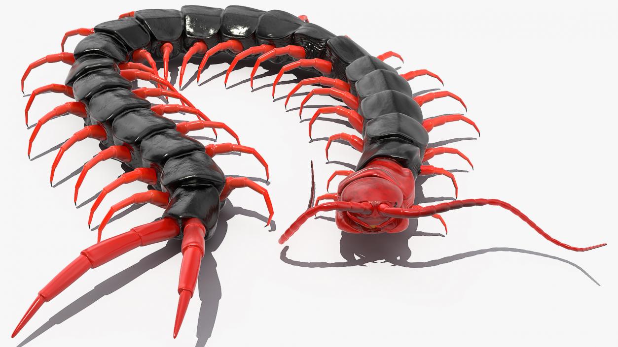 3D Chinese Red Headed Centipede model