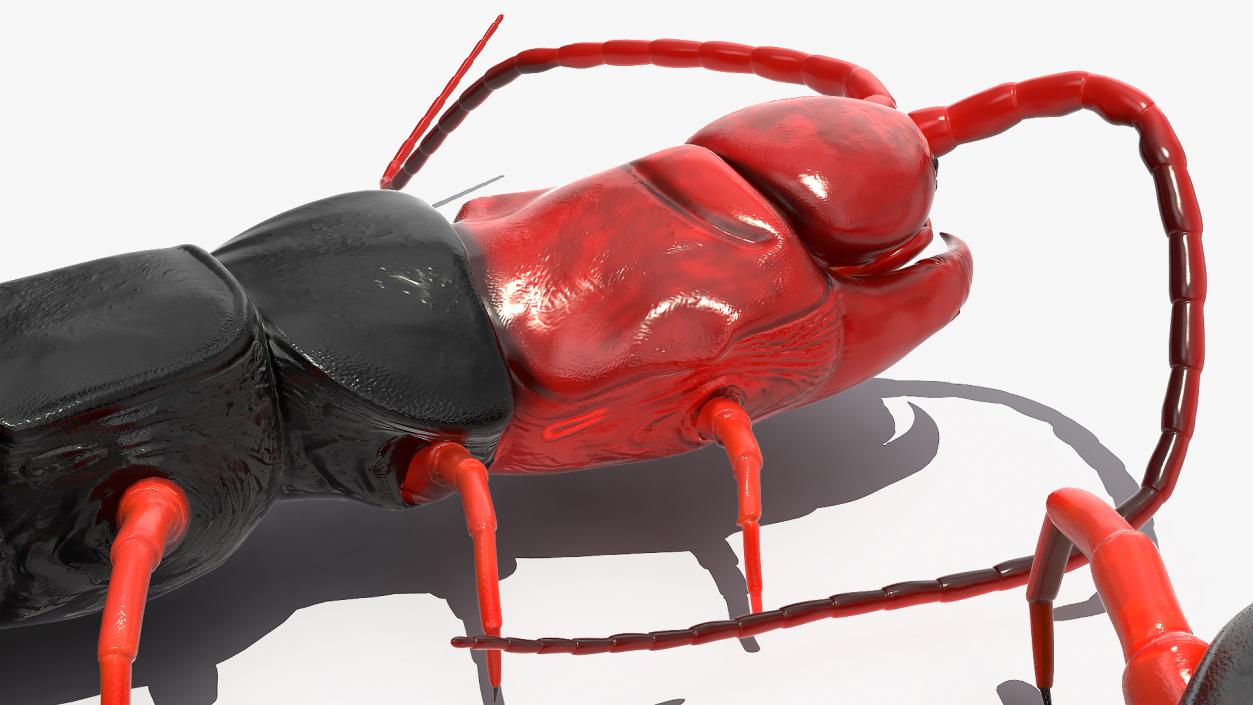 3D Chinese Red Headed Centipede model